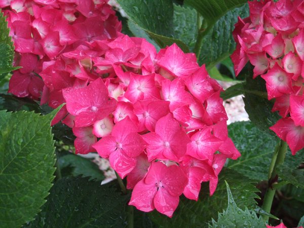 Hydrangea macrophylla 'Red Red'-0