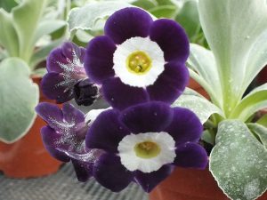 Primula auricula 'Remus'-0