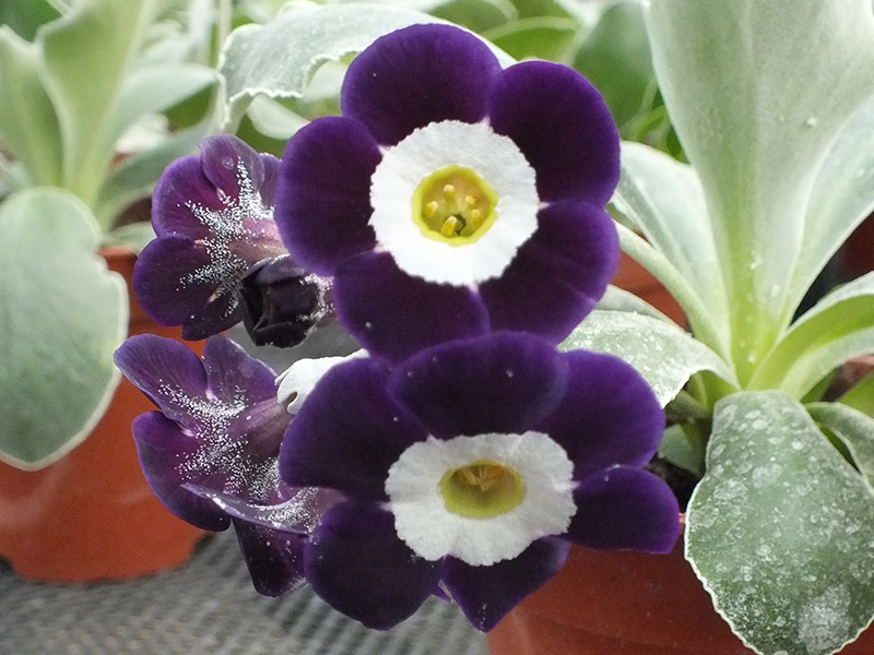 Primula auricula 'Remus'-0