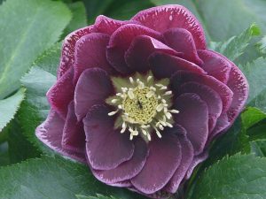 Helleborus x hybridus (Ashwood Garden Hybrids) Double Reverse Picotee Purple-0