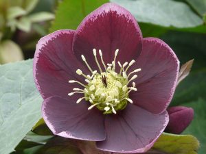 Helleborus x hybridus (Ashwood Garden Hybrids) Single purple reverse picotee shades-0