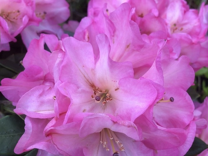 Rhododendron Bruce Brechtbill-0
