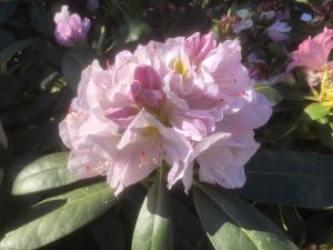 Rhododendron catawbiense Album-0
