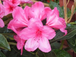 Rhododendron Anna Rose Whitney-0