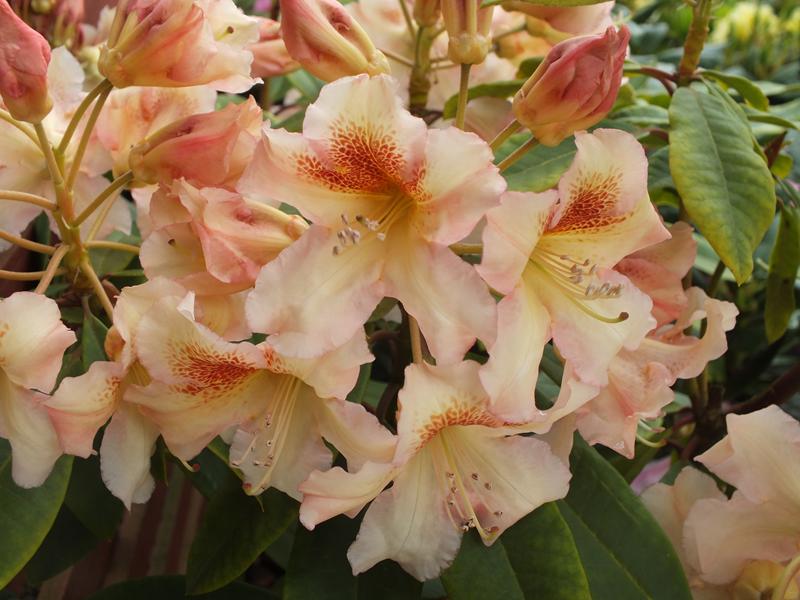 Rhododendron Bernstein-4455