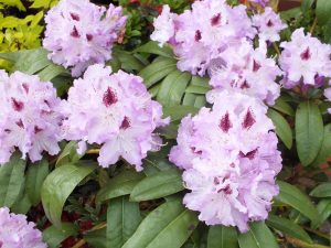 Rhododendron Blue Peter-0