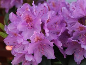 Rhododendron catawabiense Grandiflora-0