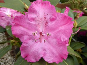 Rhododendron 'Germania'-0