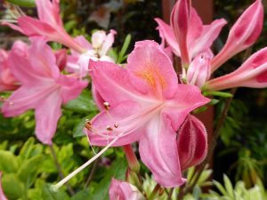 Rhododendron 'Jolie Madame'-0