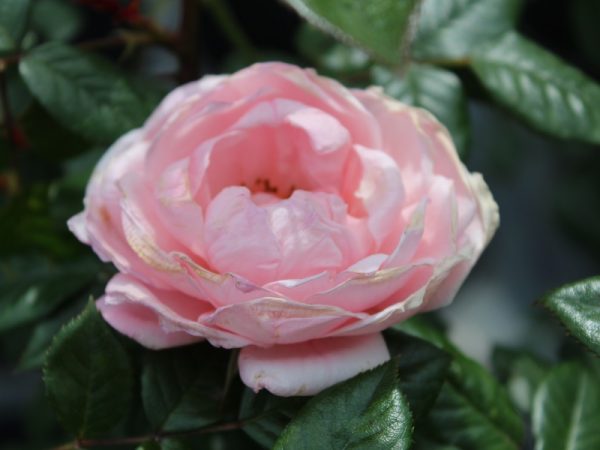 Rosa 'Star Performer'-0
