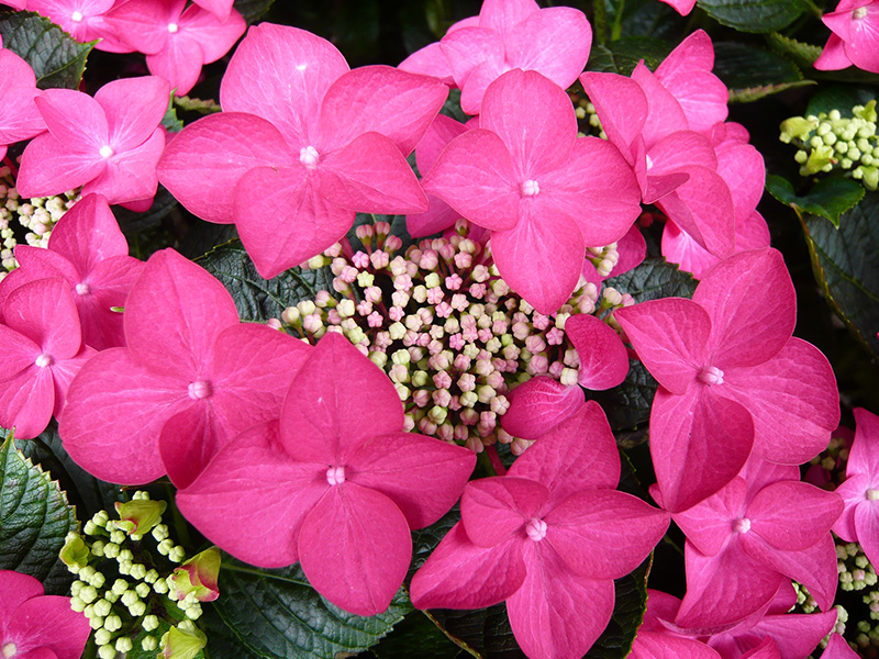 Hydrangea macrophylla 'Rotschwanz'-1533