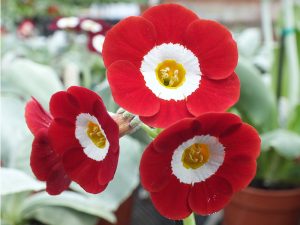 Primula auricula 'Royal Mail'-0