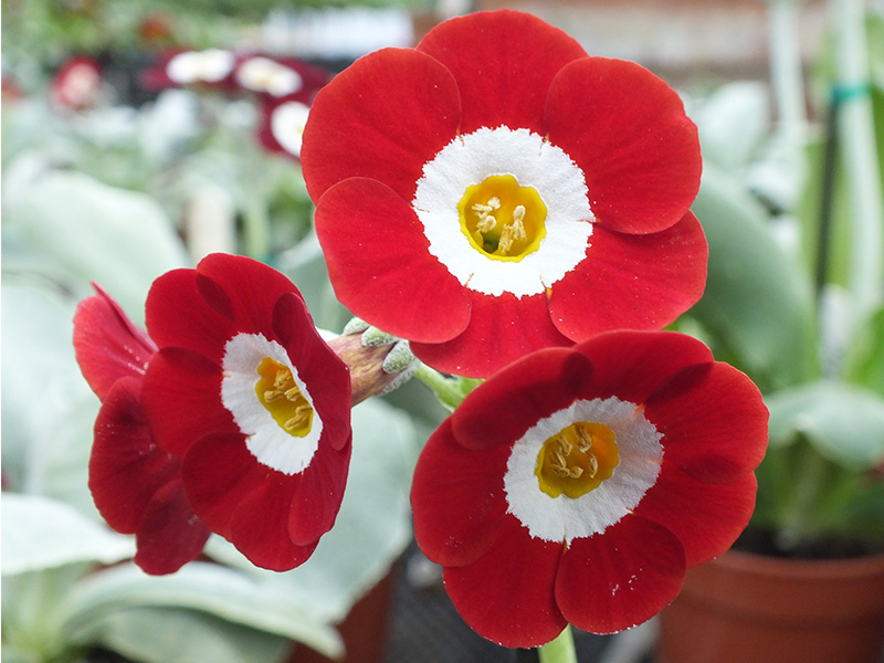 Primula auricula 'Royal Mail'-0