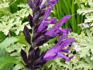 Salvia 'Amistad'-0
