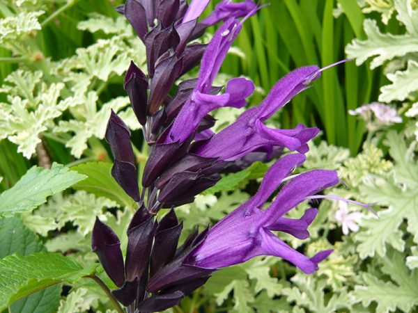 Salvia 'Amistad'-0
