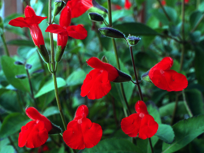 Salvia blepharophylla 'Painted Lady'-1393