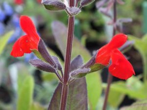 Salvia blepharophylla 'Painted Lady'-0