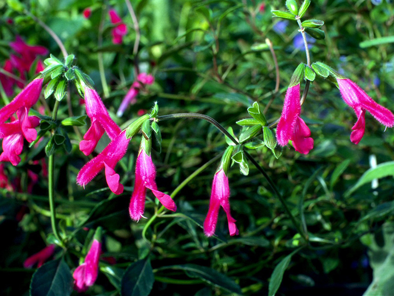 Salvia buchananii-1394