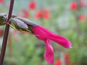 Salvia buchananii-0