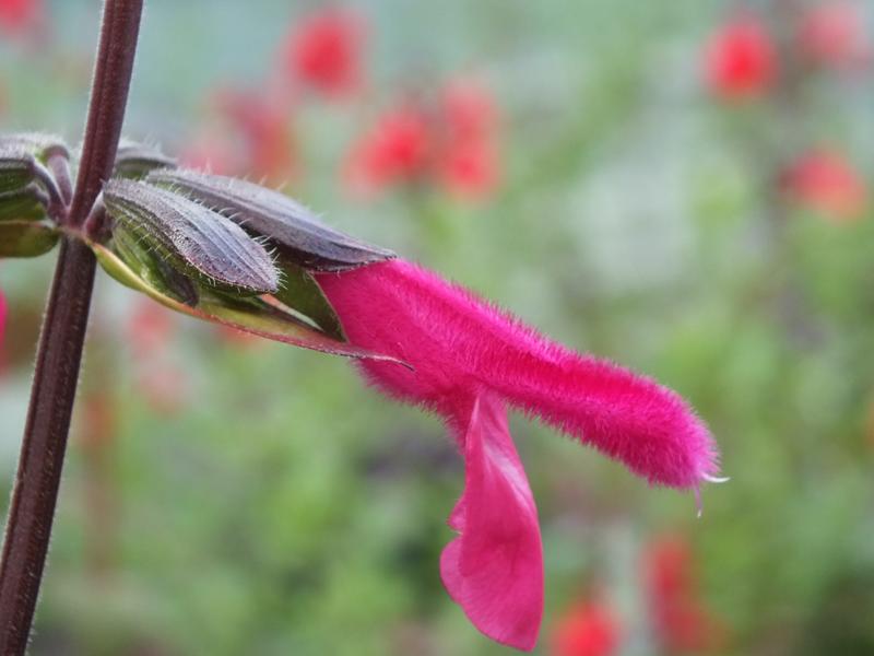 Salvia buchananii-0