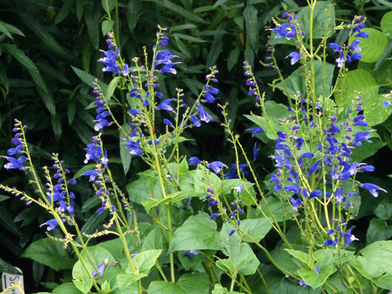 Salvia cacaliifolia-1395