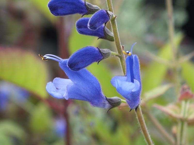 Salvia cacaliifolia-0