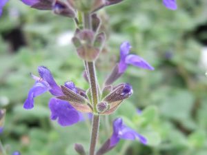 Salvia chamaedryoides 'Marine Blue'-0