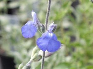 Salvia chamaedryoides var.isochroma-0