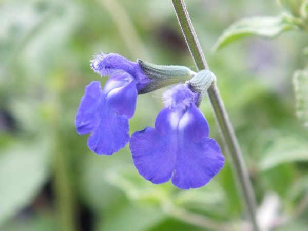 Salvia chamaedryoides-0