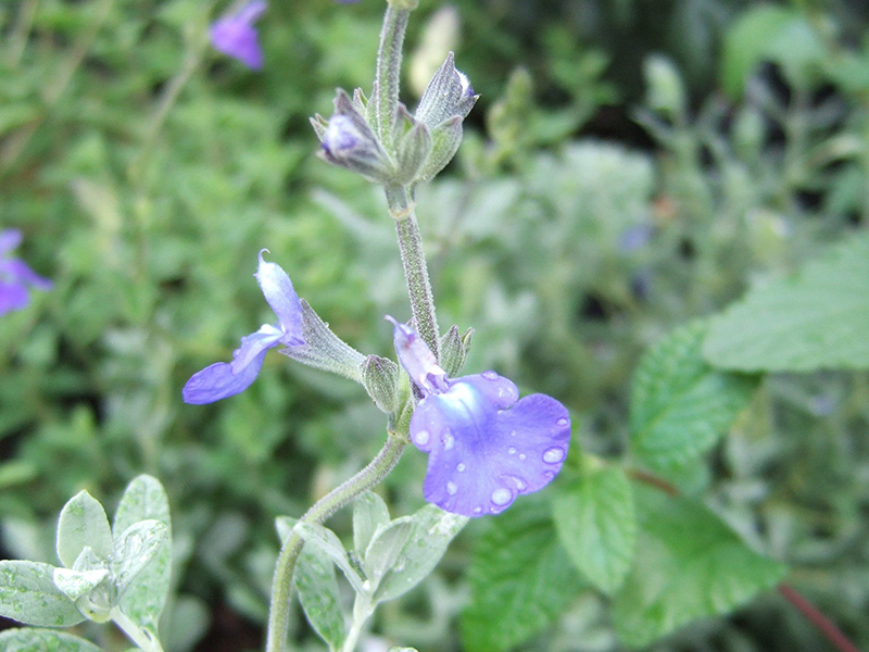 Salvia chamaedryoides var.isochroma-1348