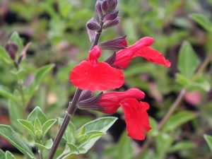 Salvia x jamensis 'Cherry Queen'-0