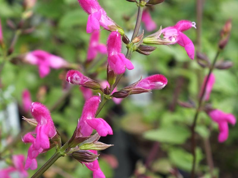 Salvia chiapensis-5522