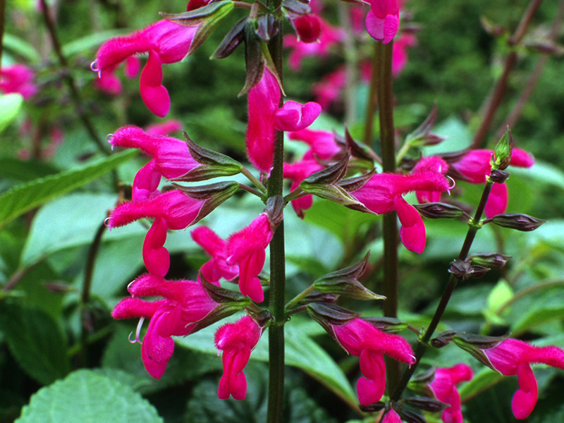 Salvia chiapensis-1356