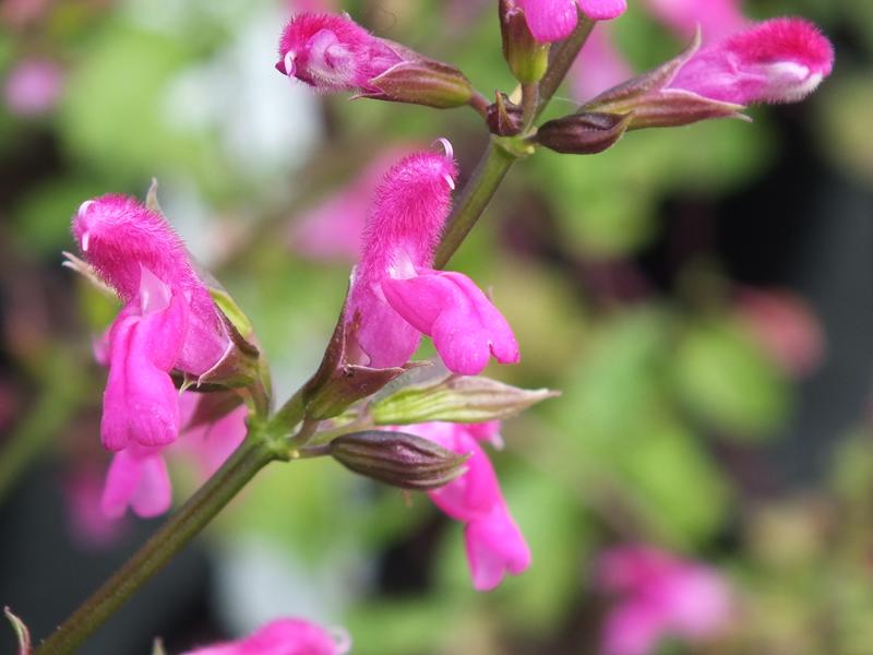 Salvia chiapensis-0