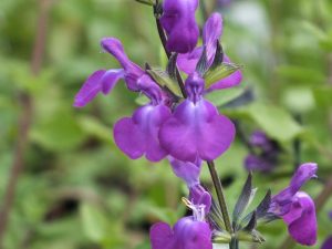 Salvia 'Christine Yeo'-0