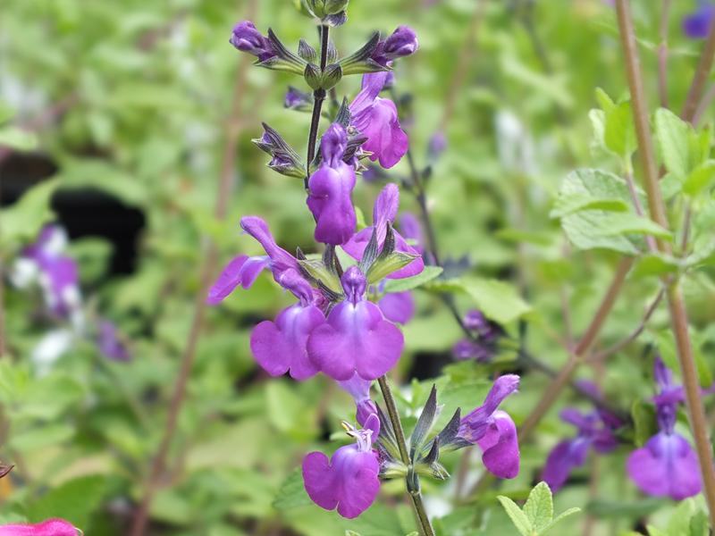 Salvia 'Christine Yeo'-5527