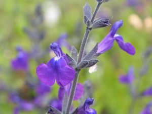 Salvia coahuilensis-0