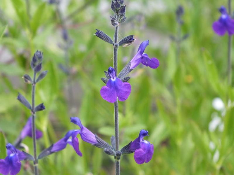Salvia coahuilensis-5519