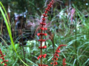 Salvia confertiflora-0
