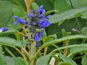 Salvia corrugata-0