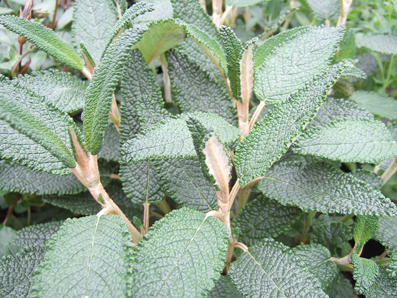 Salvia corrugata-1350