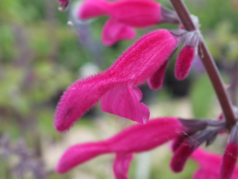 Salvia curviflora-0