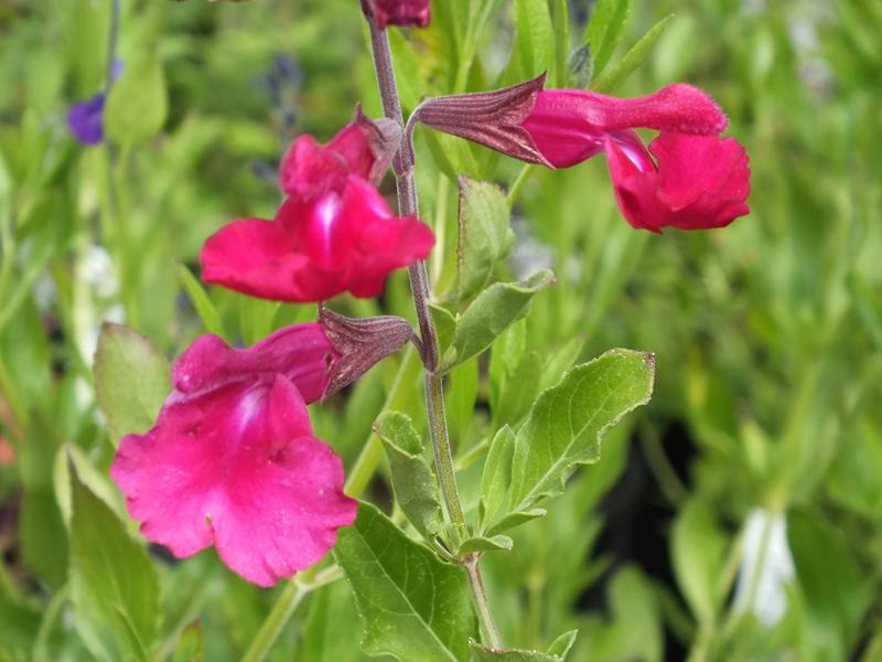 Salvia x jamensis 'Dark Dancer'-0