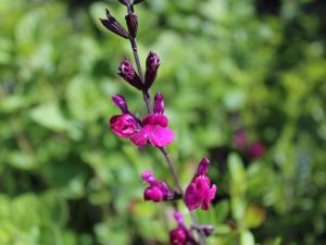 Salvia greggii 'Diane'-0