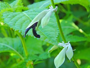 Salvia discolor-0
