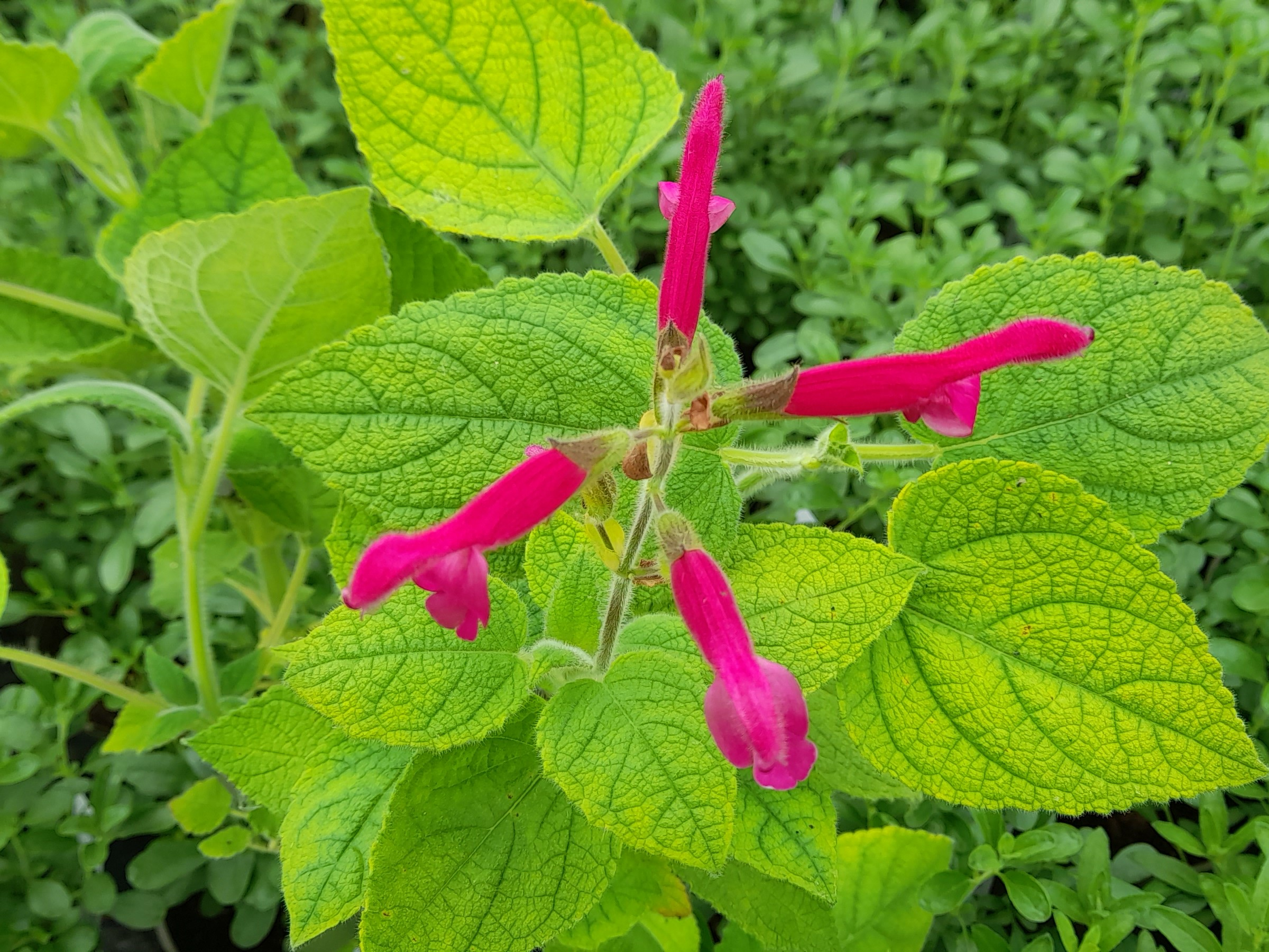 Salvia dorisiana-24160