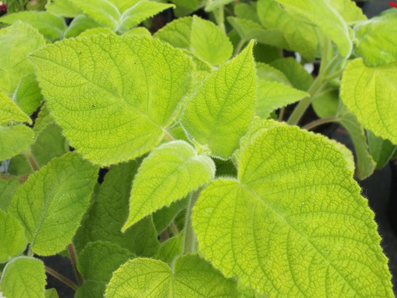 Salvia dorisiana-5517