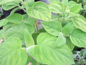 Salvia dorisiana-0
