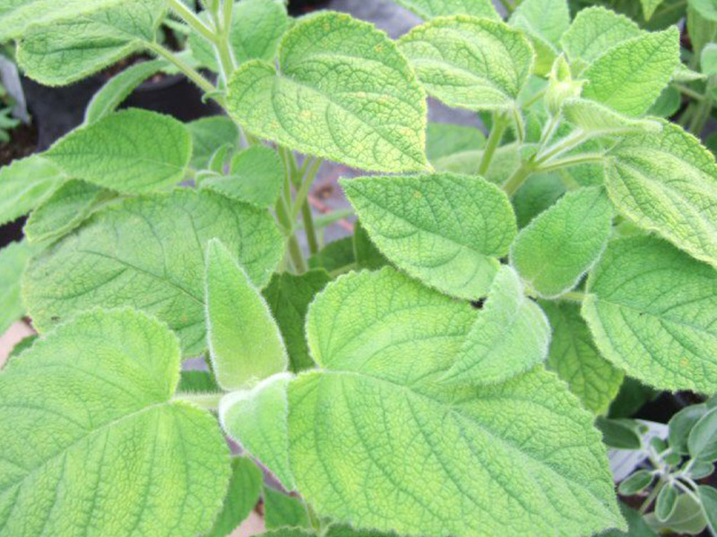 Salvia dorisiana-0