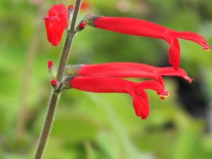 Salvia elegans 'Honey Melon'-0